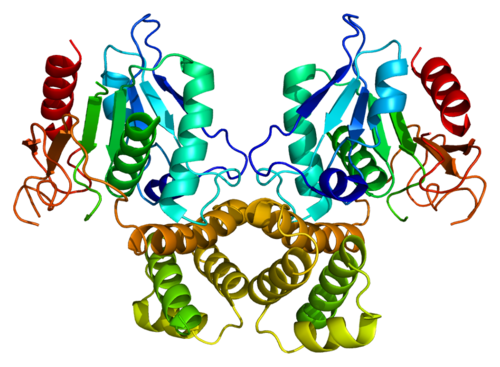 Fatty acid synthase